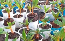 Bonsai Kelapa Harga 1 Miliar